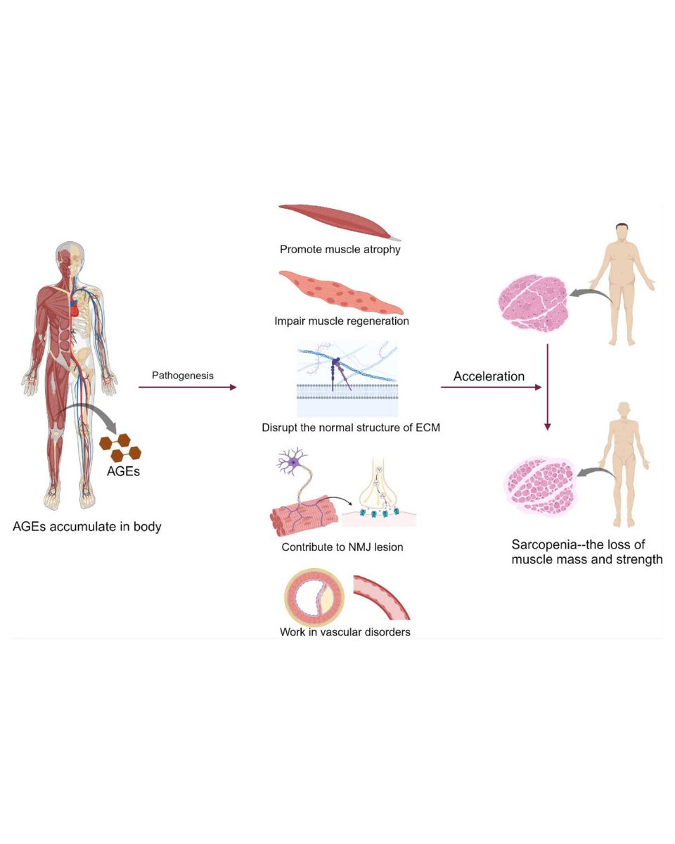 Bone & Joint Research tweet media