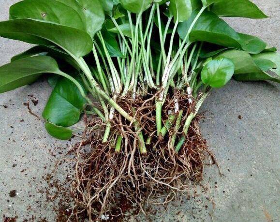 Armendo Pantcja Assistant tweet media