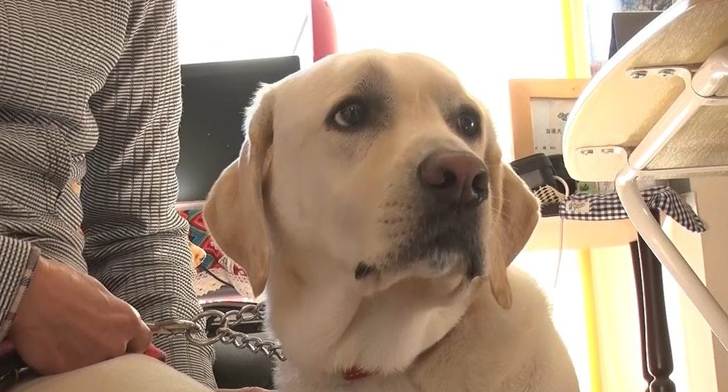 【公式】with盲導犬 tweet media