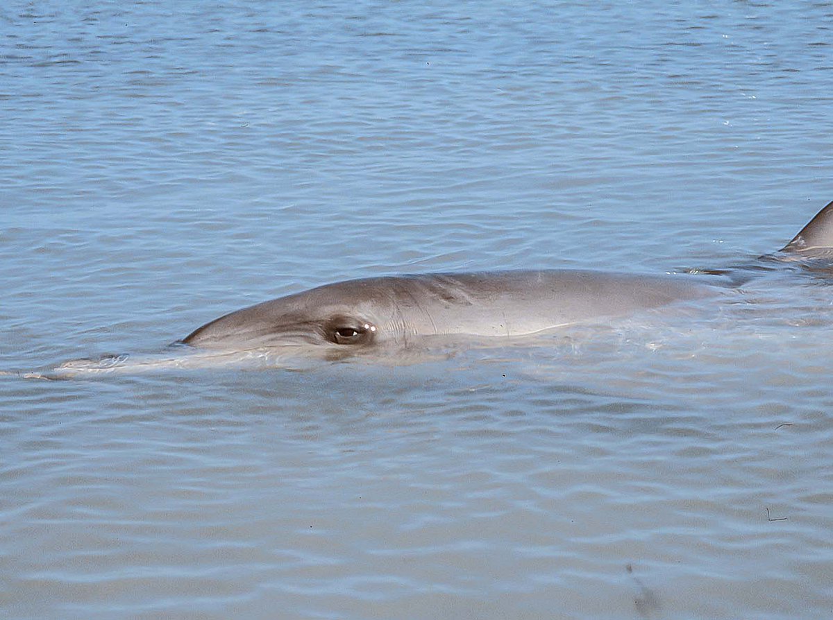 Craig Smith tweet media