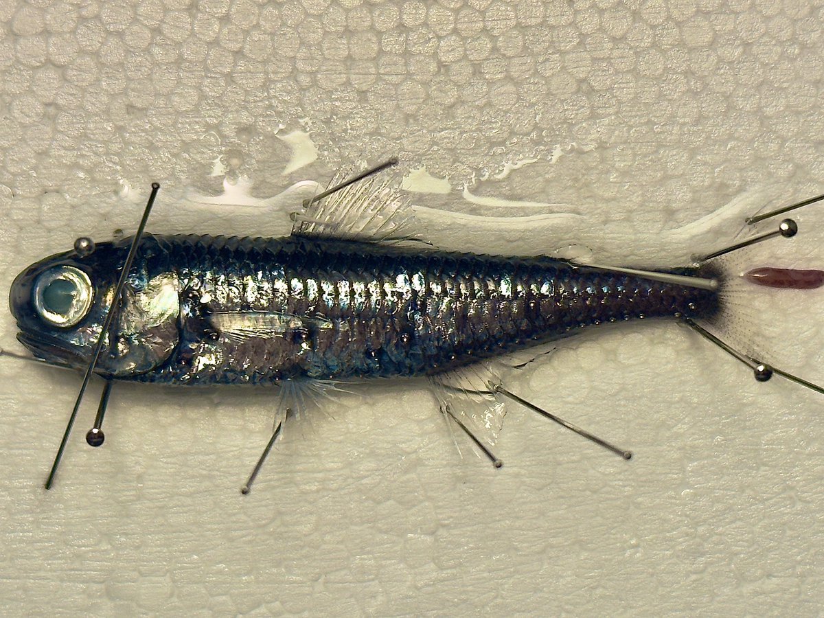 デストロイ=ハカイ tweet media