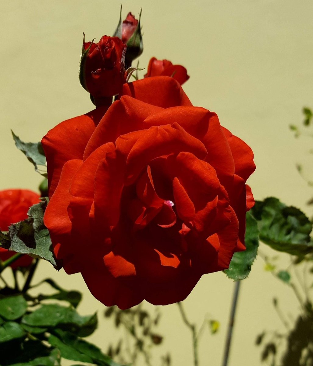 Maria Lea tweet media