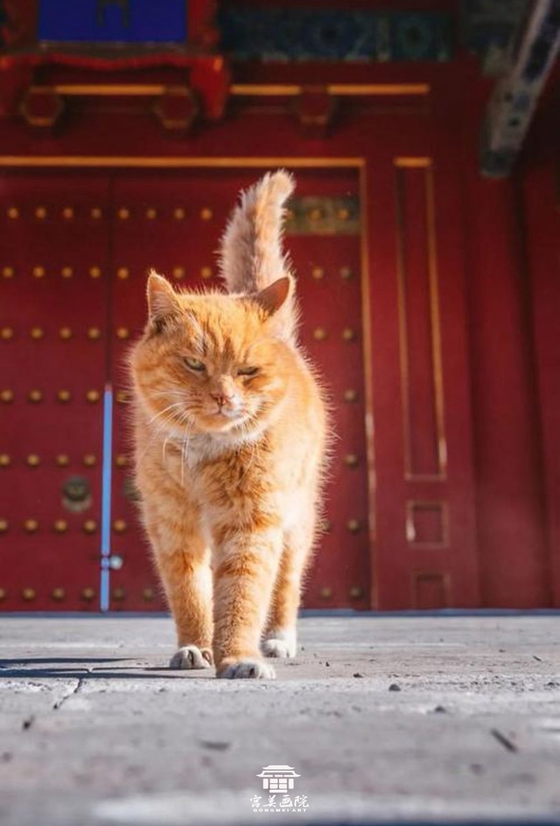 วังต้องห้ามใหญ่มากแม้แต่ฮองเต้และบรรดาชาววังของแท้ก็ไม่ได้สิทธิเดินให้ครบทุกมุม เว้นแต่ว่า…แมววังหลวง🤣

ปัจจุบันที่กู้กงยังคงมีแมวที่สืบเชื้อสายมาจากแมววังหลวงสมัยยุคฮ่องเต้นะคะ น้องๆจะได้รับการลงทะเบียนและดูแลเป็นอย่างดี ในอดีตตั้งแต่สมัยราชวงศ์หมิง ฮ่องเต้ก็โปรดการเลี้ยงแมว