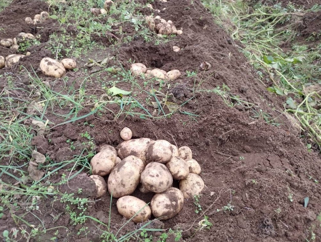Farmers' Potato Academy (FPA) in Rwanda tweet media