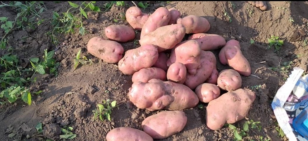 Farmers' Potato Academy (FPA) in Rwanda tweet media