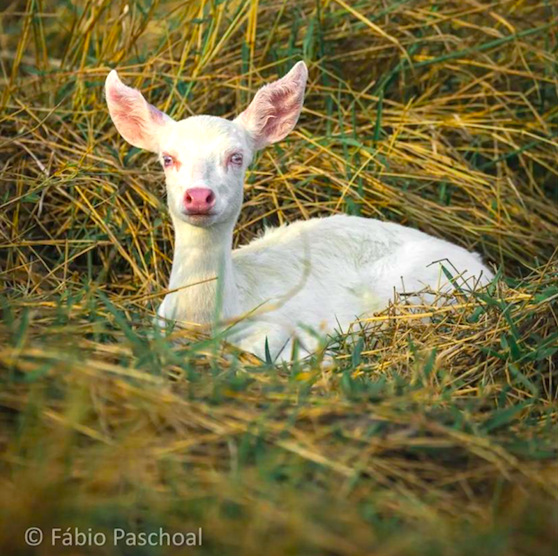 Rare sight! A white deer spotted in Brazil — a stunning glimpse of nature’s uniqueness. 🦌