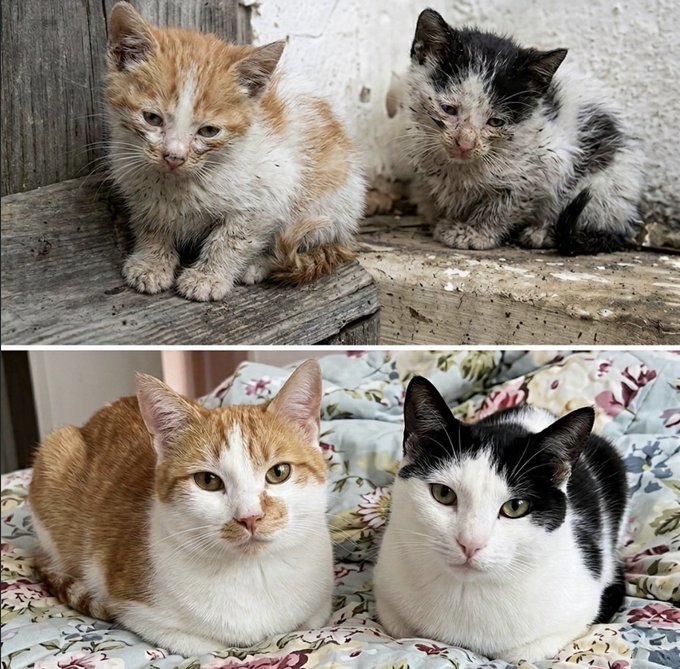 astronomiaum's tweet photo. Você pode não mudar o mundo resgatando animais, mas com certeza mudará o mundo deles. https://t.co/kTMmYQ7euG