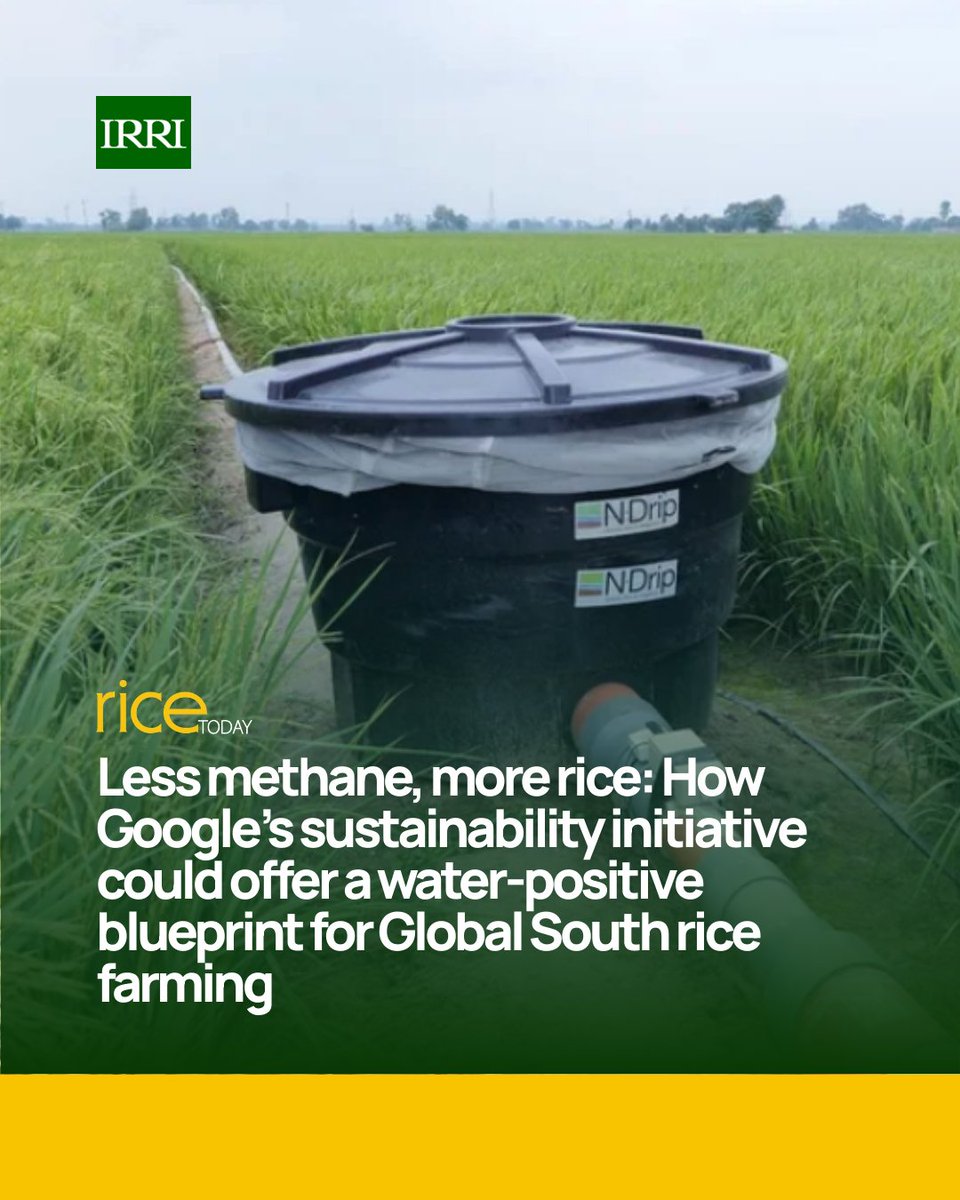 IRRI 🌾 tweet media