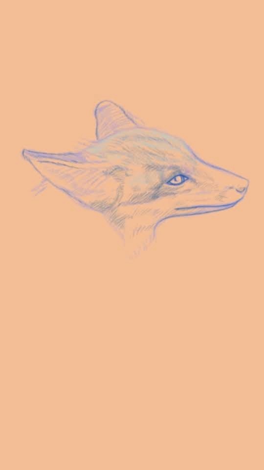 Vulpes vulpes