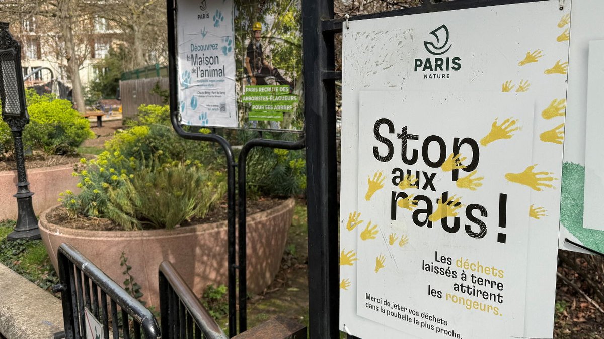 businessamnl's tweet image. Europese steden worstelen met explosieve groei van rattenpopulaties businessam.be/europese-stede… #ratten #steden #milieu #dierenactivisten #oplossingen