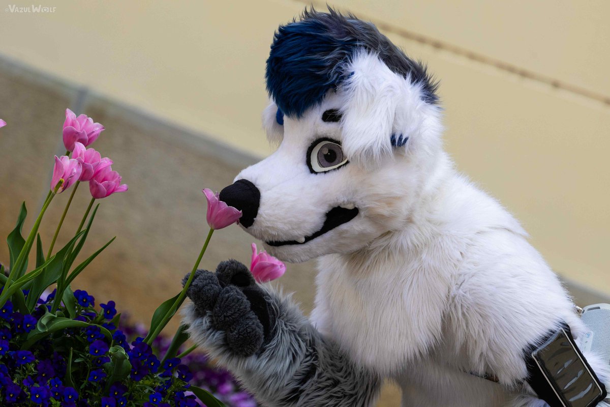 Hungarian Diva Doggo tweet media