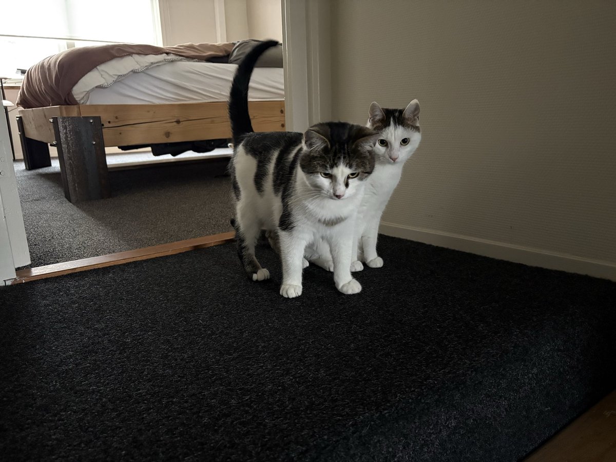 Catolympics Organisatie tweet media