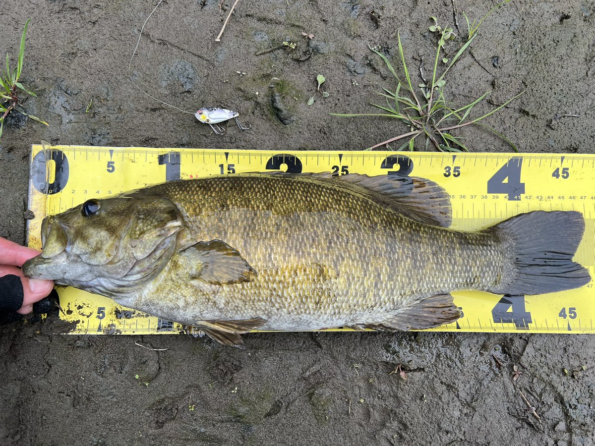 ユウジ tweet media