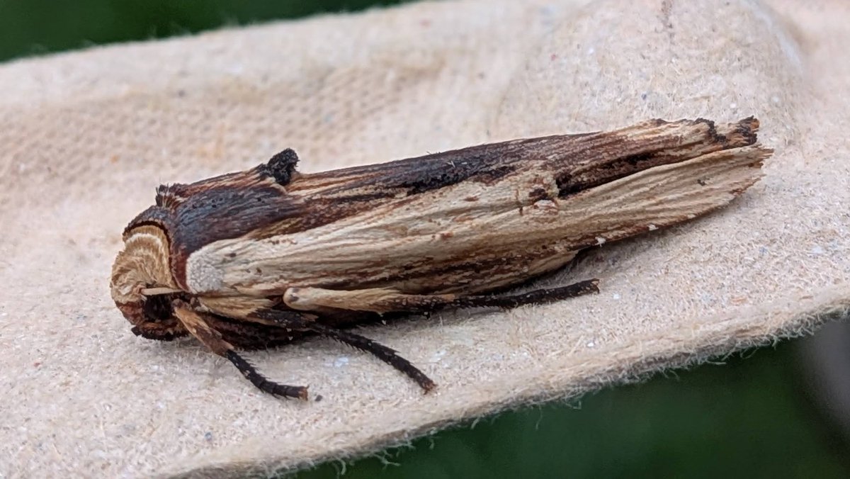 FriendsMortimer's tweet photo. Nature Newsletter - Friends of Mortimer Forest - https://t.co/sG47CcIXwU https://t.co/d535EpZqen