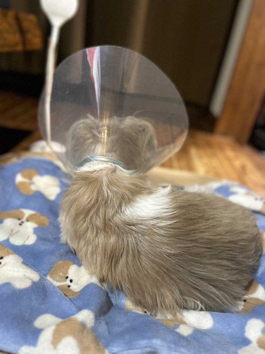 本日のてんぽYouTube定時ライブはお休みとさせていただきます