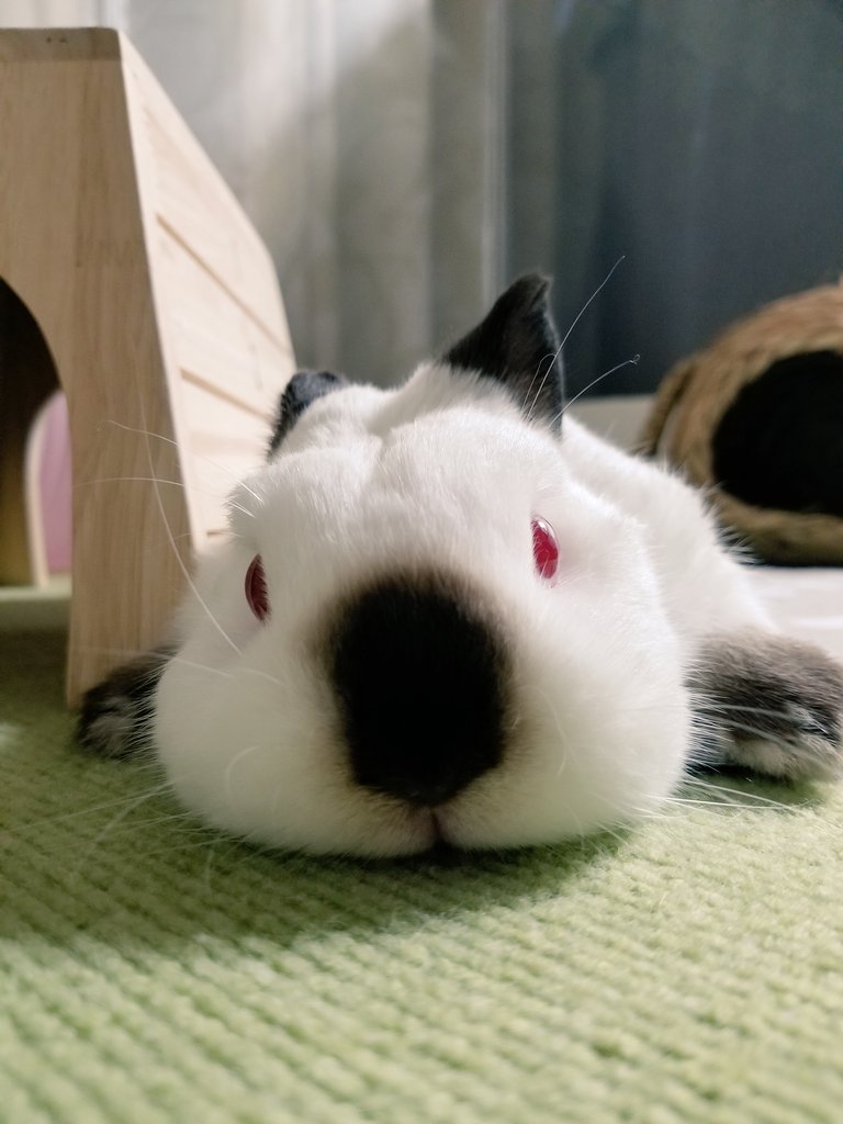 🐰ぽきゅん❣️

どんなに近付いてもスマホに突っ込んで来ないマイペースちゃん🥰