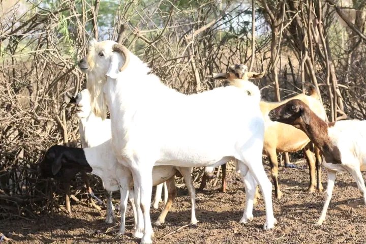 veterinaire_rw's tweet photo. Goat farming can easily be carried out in an open grazing formation other than feedlot. Goats browsers and therefore pose challenge to zero graze them https://t.co/tJ4FBXzZkn