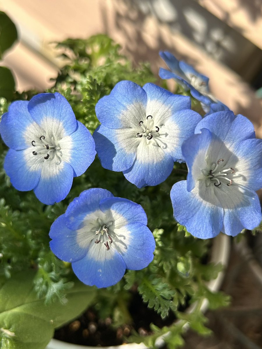 ネモフィラ（Nemophila） 名前の由来は、ギリシャ語「nemos（森