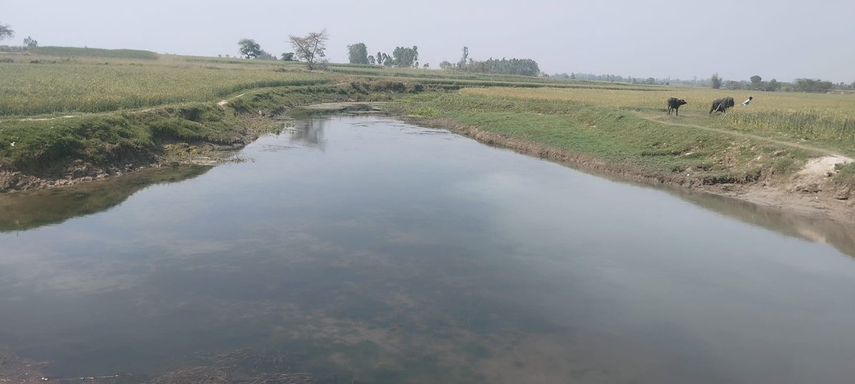 cleanganganmcg's tweet photo. 960 किलोमीटर लंबी गोमती नदी सिर्फ एक जलधारा नहीं, बल्कि उत्तर प्रदेश की जीवनरेख��� है। इस पवित्र नदी को कई सहायक नदियाँ समृद्ध बनाती हैं, जिनमें कठिना, भैंसी, झुकना, सई, सरायन, बेहता और कल्याणी प्रमुख हैं।

गोमती नदी के संरक्षण और इसकी सहायक नदियों की वैज्ञानिक मैपिंग व शोध के उद्देश्य से प्रो��ेसर वेंकटेश दत्ता (विभागाध्यक्ष, पर्यावरण विज्ञान विभाग, बाबासाहेब भीमराव अंबेडकर यूनिवर्सिटी) और उनकी टीम ने एक महत्वपूर्ण पहल की। टीम ने पीलीभीत, शाहजहाँपुर, लखीमपुर खीरी, सीतापुर और हरदोई जिलों में जाकर गोमती की सहायक नदियों का स्थलीय निरीक्षण और विस्तृत मैपिंग की। इस अध्ययन में नदियों के फ्लो, जल गुणवत्ता, फ्लडप्लेन और अन्य पारिस्थितिक पहलुओं का गहन आकलन किया गया।

इसके साथ ही जिला ��ंगा समिति के समन्वय से, गोमती नदी के उद्गम स्थल पीलीभीत सहित इन जिलों में विभिन्न विभागों के अधिकारियों को नदी पुनरुद्धार और संरक्षण पर विशेष प्रशिक्षण भी दिया गया। यह पहल न केवल वैज्ञानिक अध्ययन को मजबूत करती है, बल्कि भविष्य में गोमती और उसकी सहायक नदियों के संरक्षण के लिए एक मजबूत आधार भी तैयार करती है।

#RiverConservation #GomtiRiver #EnvironmentalResearch #WaterSustainability #SaveOurRivers