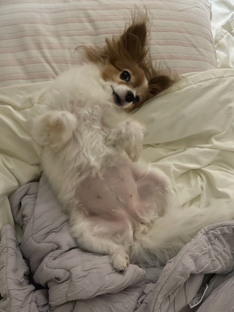 しふぉん tweet media