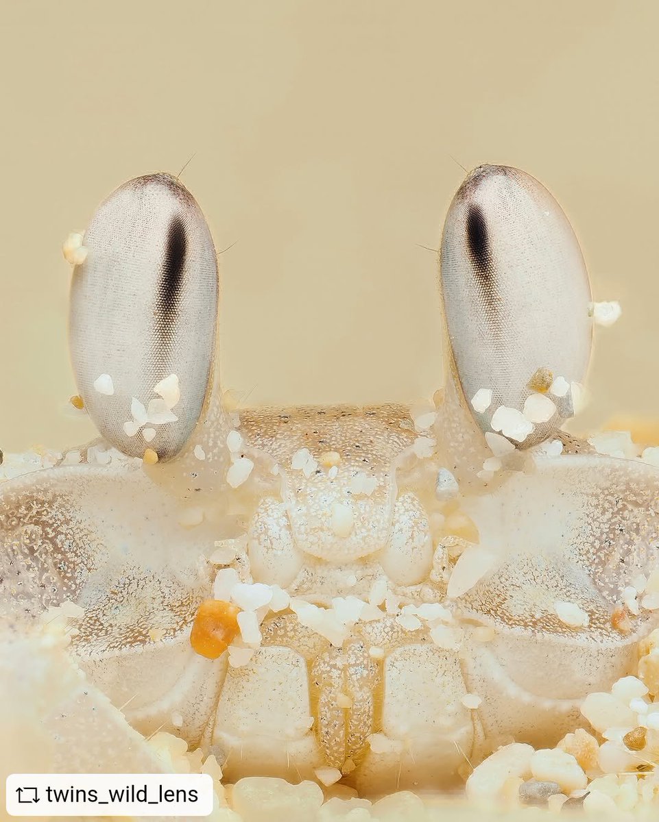 Conchi Lillo🧠🔬👀 tweet media