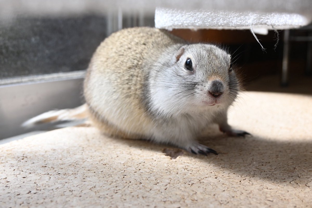 キャラメル🐿 tweet media