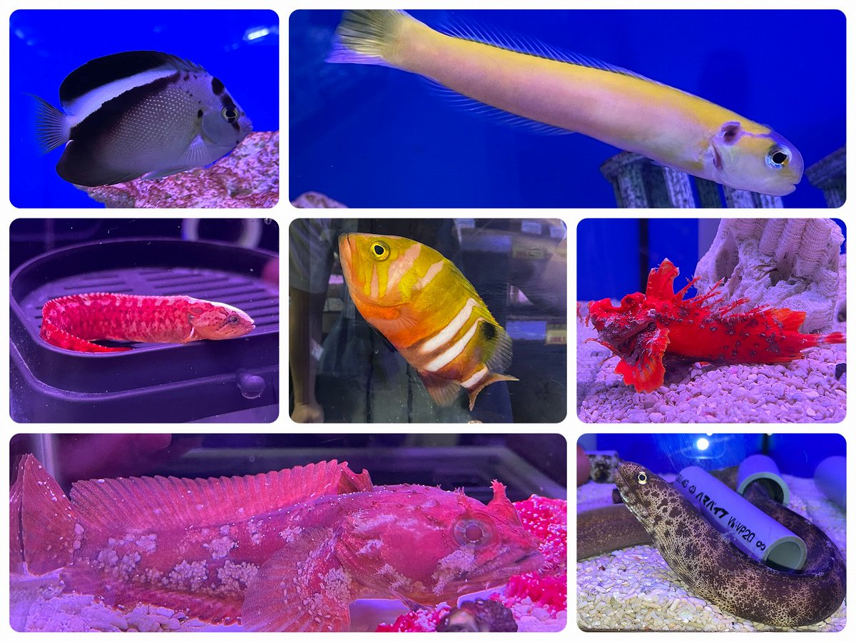 マリン@リミックスみなと店 tweet media