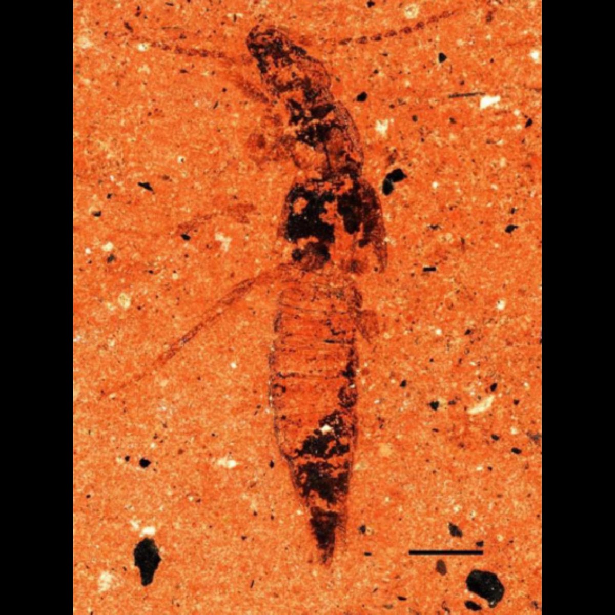 Palaeontological Society of Southern Africa tweet media