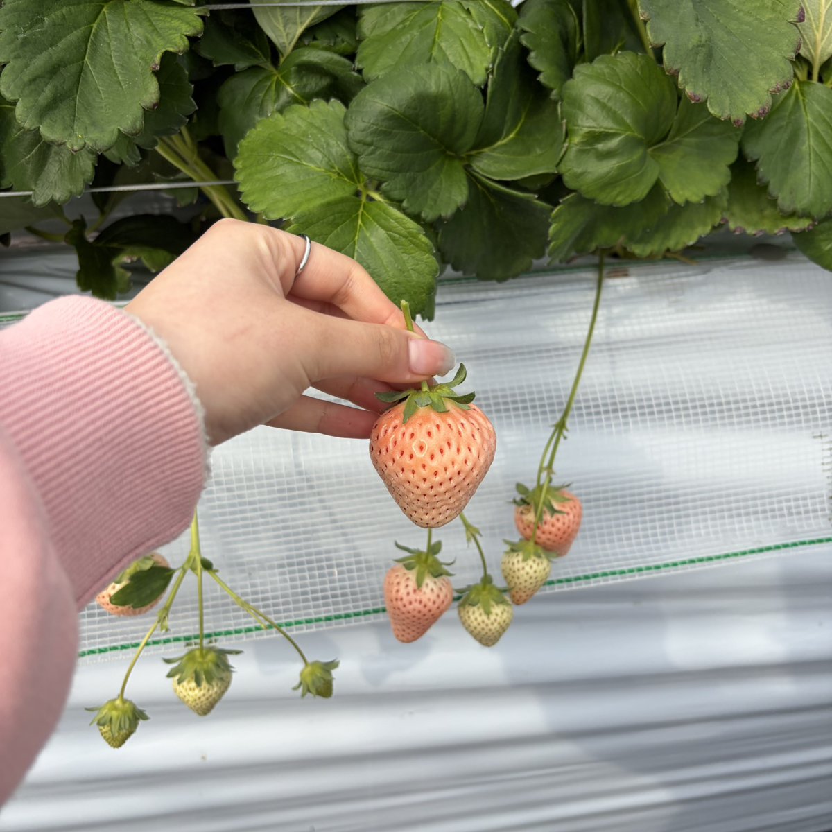 【公式】株式会社ジェイウェイブ tweet media