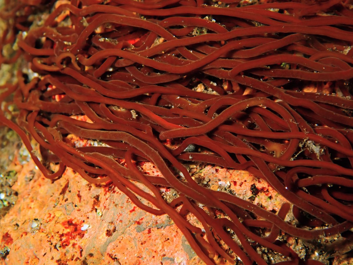 オキチモズク
一部天然記念物に指定されてる淡水の紅藻類。
50cm近くあり結構でかかった。