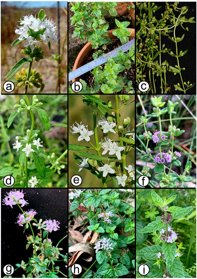 Plants_MDPI's tweet image. 🌿 How diverse are mint aromas in the wild?

GC/MS analysis reveals major variation in volatile compounds across native Australian Mentha species.

📖 Read more: brnw.ch/21x0Hqs

#Phytochemistry #PlantScience #EssentialOils