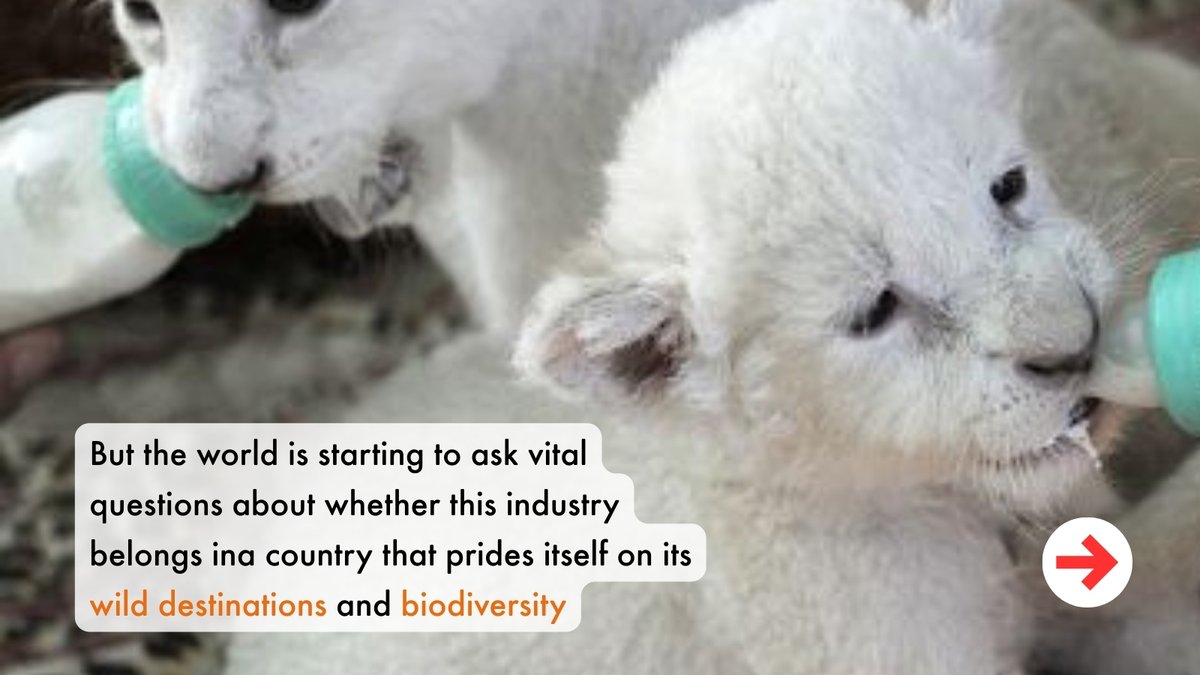 World Animal Protection Africa tweet media