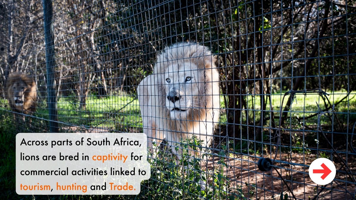 World Animal Protection Africa tweet media