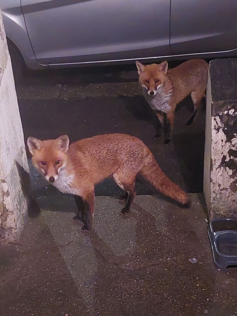 Chris Packham tweet media