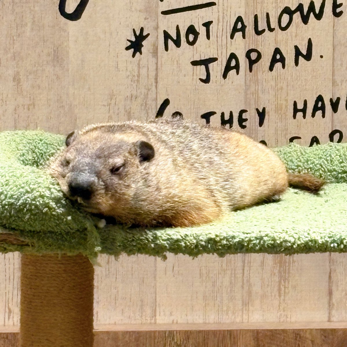 うとうと眠そうなトトくん🦫😪

ムニっとなってるほっぺにもご注目🌟

#マーモット #groundhog #動物カフェ #animal #横浜中華街