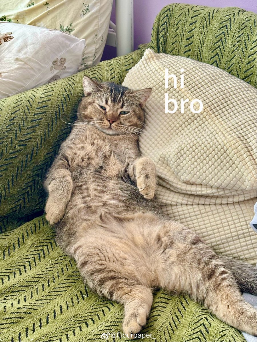 Sik40144959's tweet image. "My fur baby’s the best co-worker—purring through deadlines, napping through meetings, always ready for a snack break.  #PetPerks #WorkFromHomeWin"