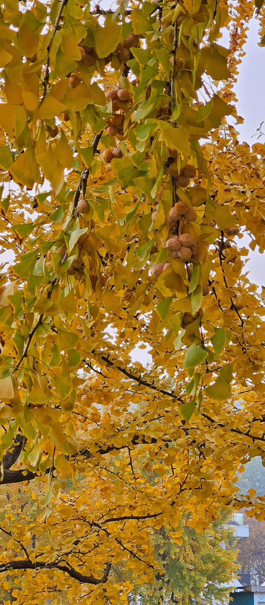 Woon Chang tweet media