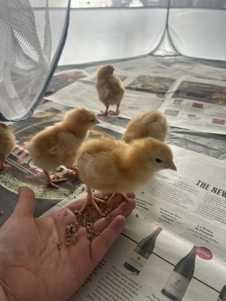 Alcohol Free tweet media