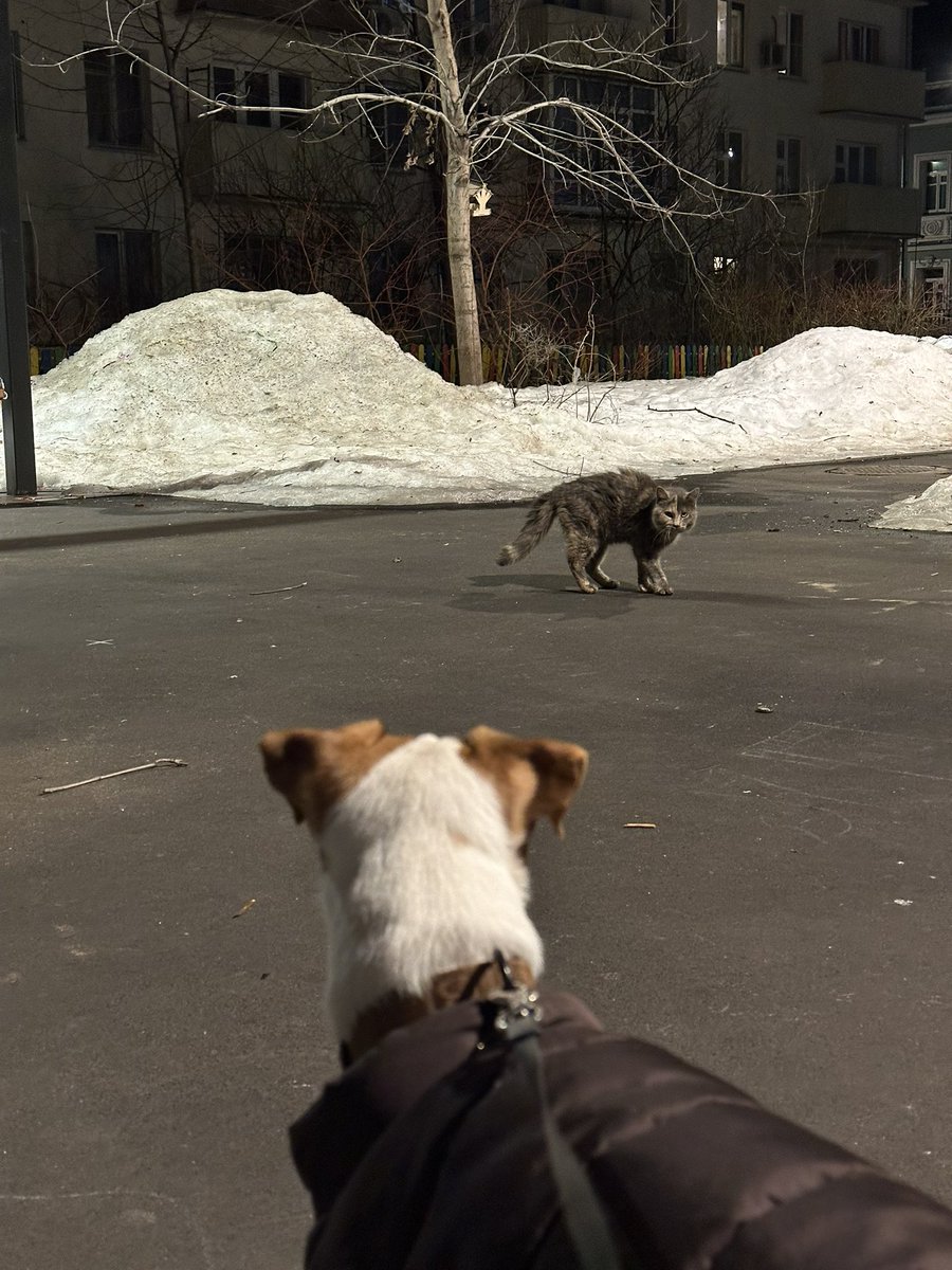 Tima Ficus tweet media