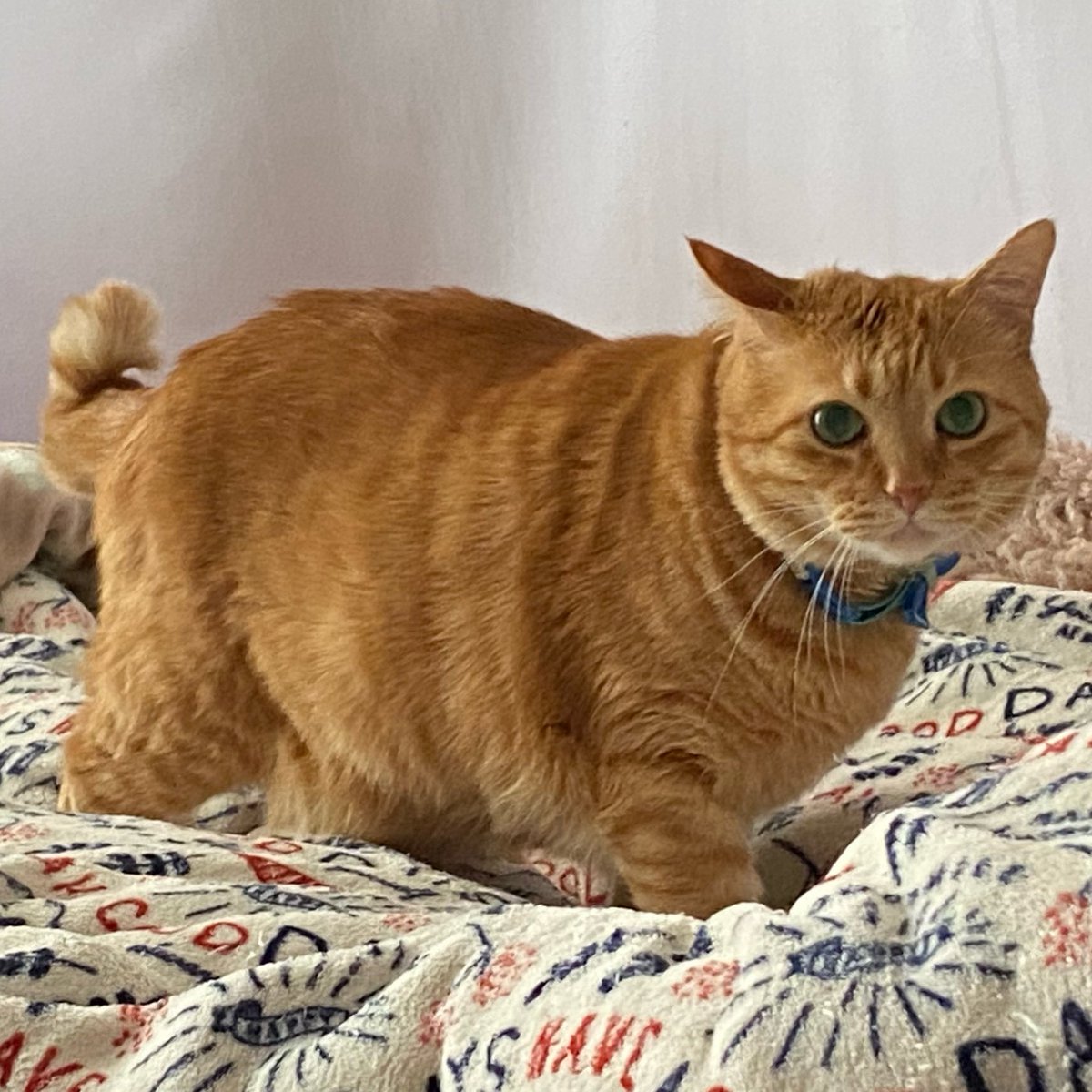 チャニ「こんにちは〜」