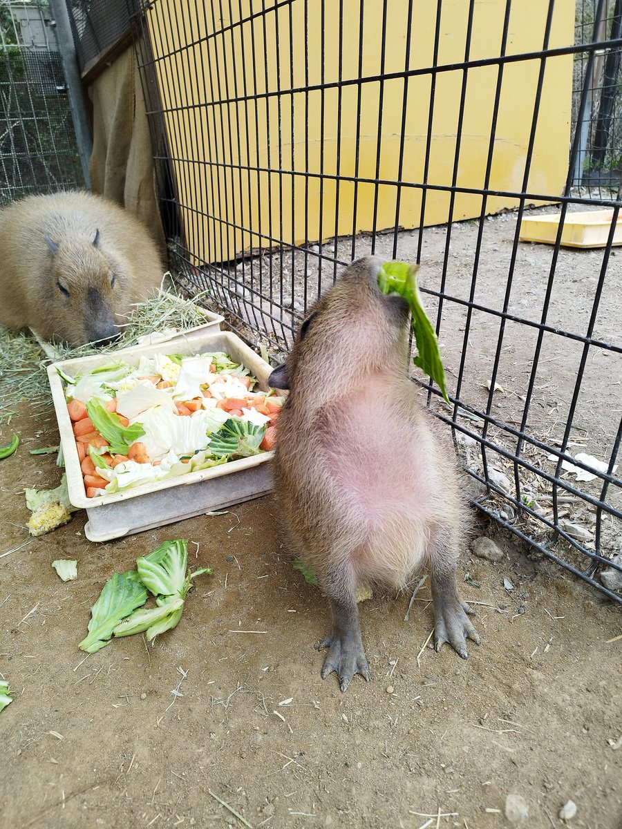 今日は寒かった。
#カピバラ