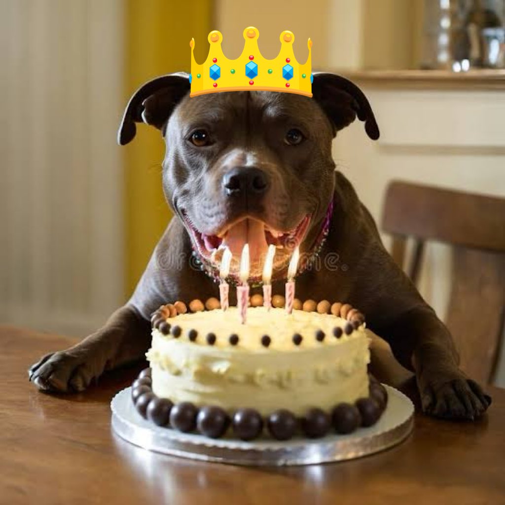 penblwydd hapus <a href="/IsaMary2021/">Isa Mary</a>  (we hope this is the correct translation) 
We hope you have a lovely day full of treats, presents and playing ball. Lots of woofs and wags Daisy, Dylan and mum 🩷🐾🐾💙🐾🐾❤️