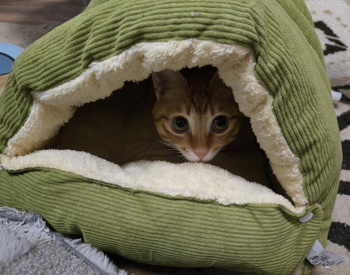 りかこ tweet media