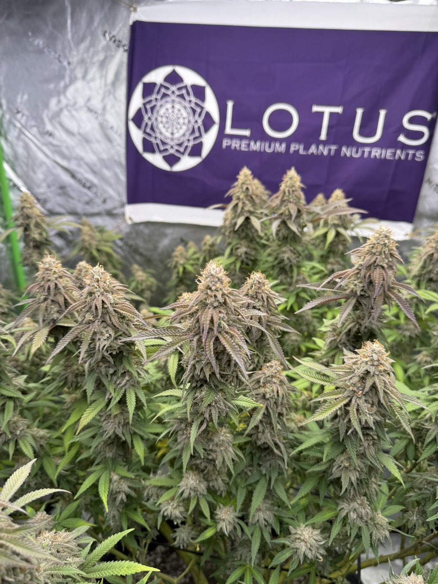 cptn nugz tweet media