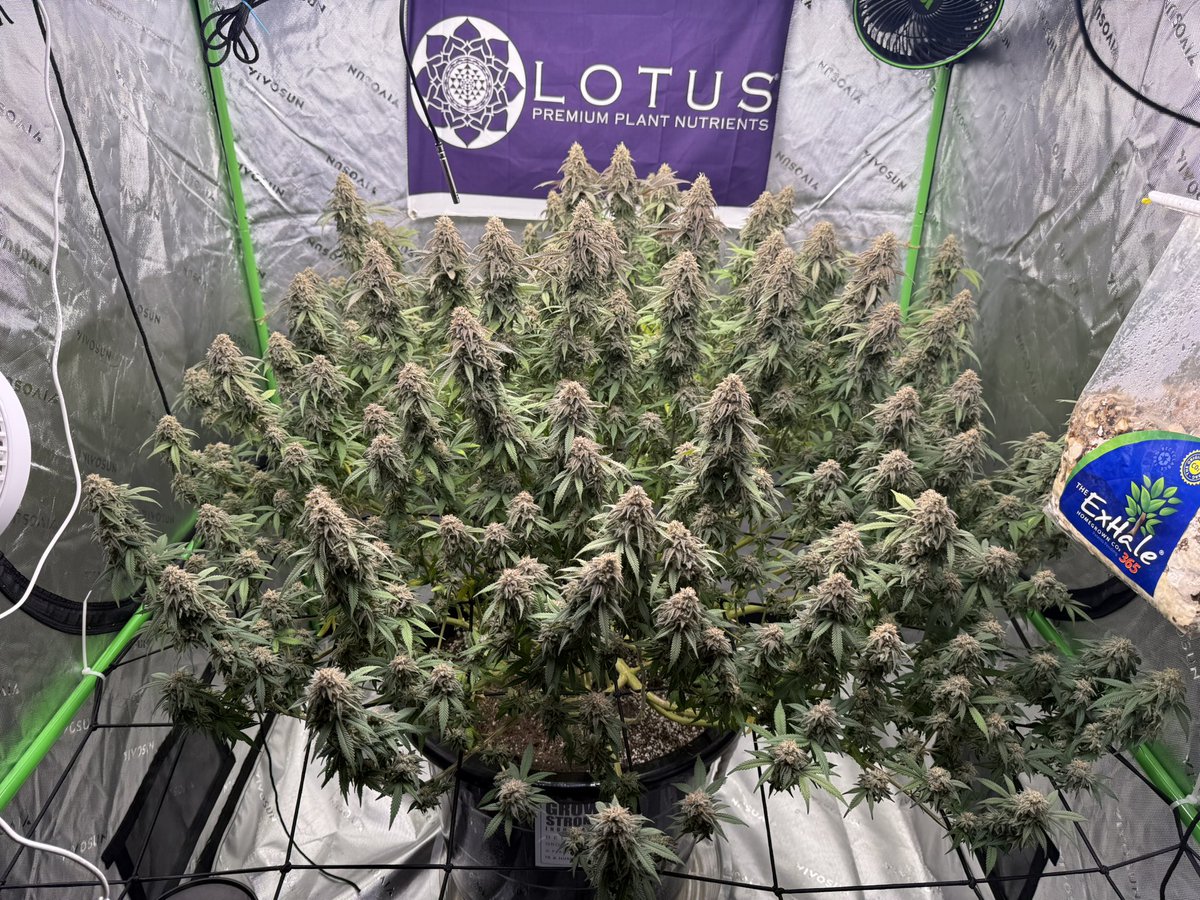 cptn nugz tweet media