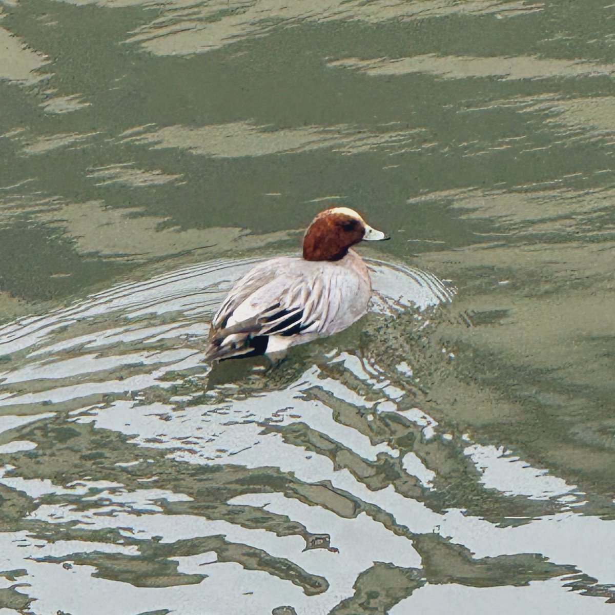 今日も今日とてお散歩兼資料集めへ✨
ヒドリガモ見つけたよ！！

作業的な毎日の中でも、少しの楽しみと幸せを感じる瞬間が大好きなんだ☺️
地球はとても美しい🌏✨