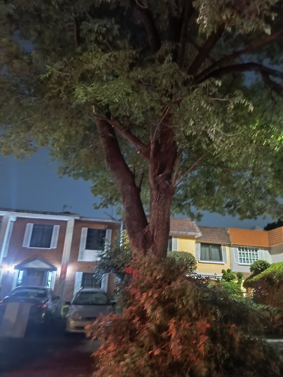 gvl69's tweet photo. @GobCDMX @ClaraBrugadaM  @proteccioncivi@SGIRPC_CDMX Reporte CIUDADANO 11:50 pm se cayó una rama de aprox 20mts de largo cayó en nuestro predio ubicado Rancho las animas y calz del hueso, Los Sauces. Coyoacán. Poniendo en riesgo  hogar y seguridad  Solicitamos apoyo urgente https://t.co/Pb7mJnzPy4