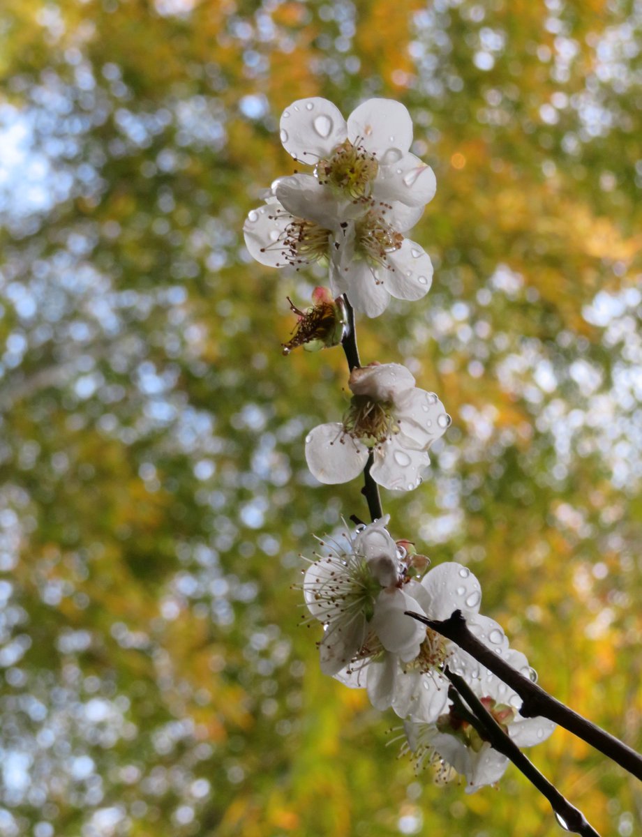 hitomihcx's tweet photo. Kameyama Park/亀山公園/2026.03.07
#Kyoto #京都 #arashiyama #嵐山
#KameyamaPark #亀山公園
#ArashiyamaPark #嵐山公園
#NearbyPark #近所の公園
#PlumBlossom #梅
#CherryBlossoms #桜
#KawazuCherryBlossoms #河津桜
#JapaneseAndromeda #馬酔木 #アセビ
#WitchHazel #マンサク #万作 https://t.co/VNRiIzcsm4