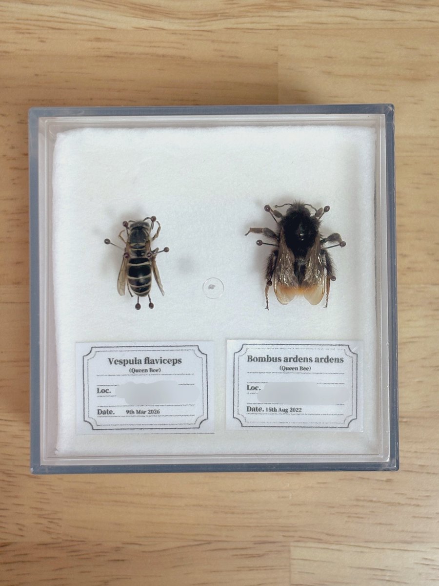 蜂の標本が増えた