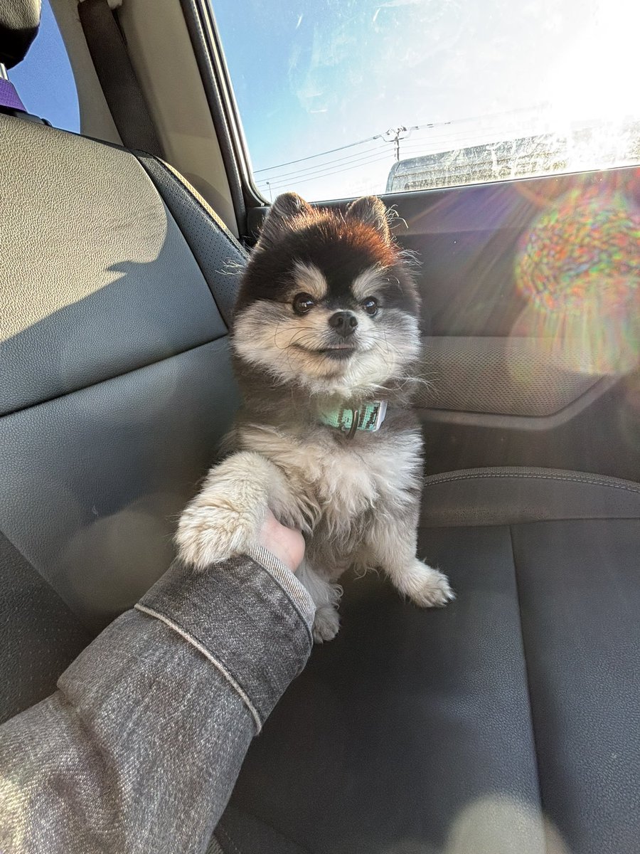 ポメラニアン　サブロー 低浮上 tweet media